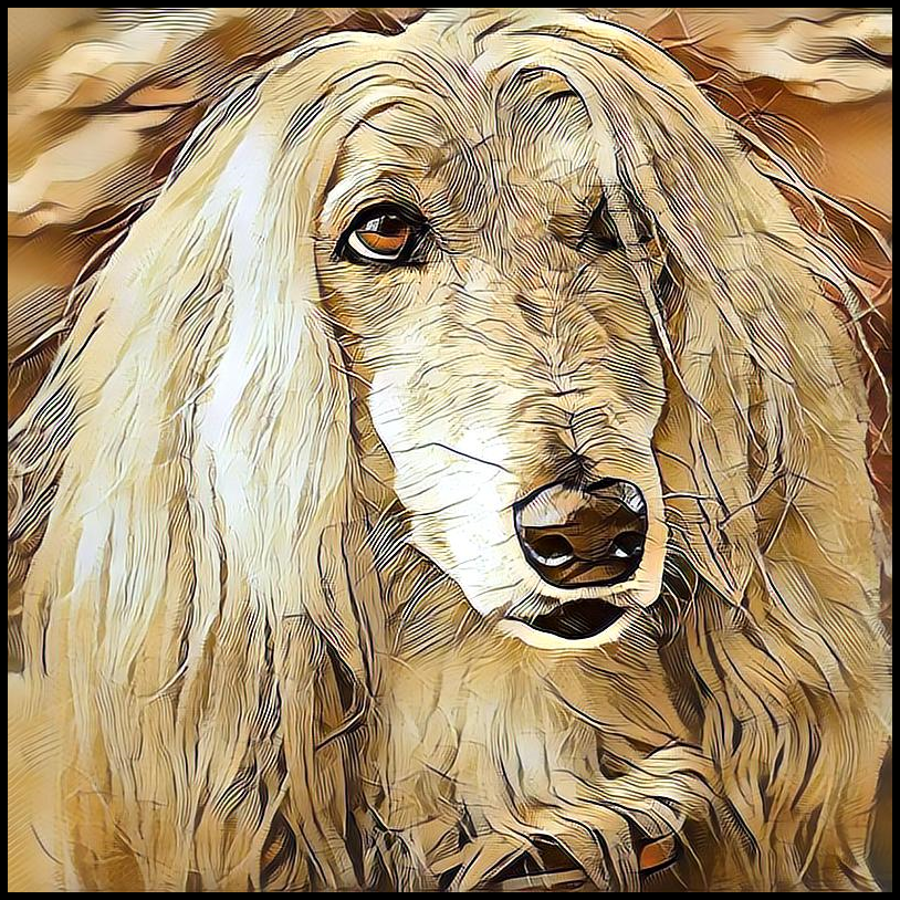 Picture for category Afghan Hound