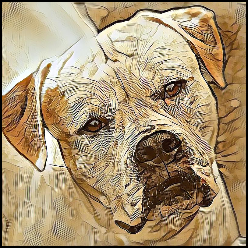 Picture for category American Bulldog