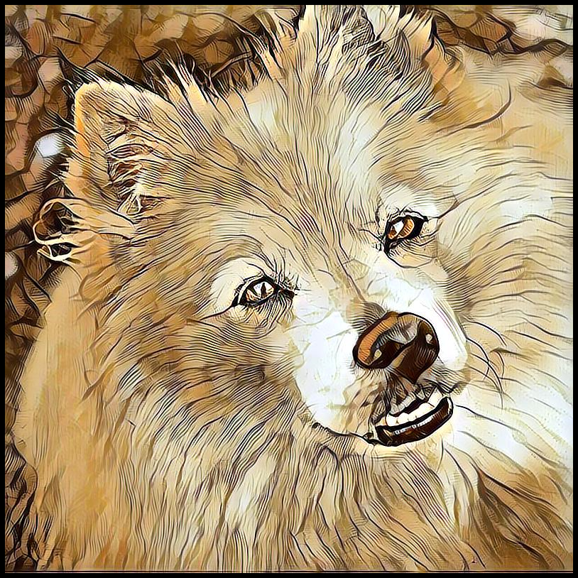 Picture for category American Eskimo