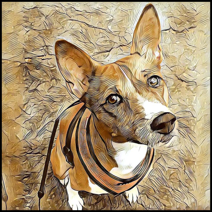 Picture for category Basenji