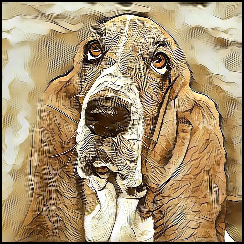 Picture for category Bassett Hound