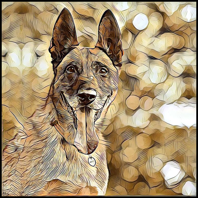 Picture for category Belgian Malinois