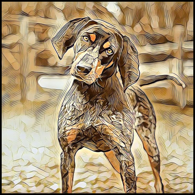 Picture for category Bluetick Coonhound