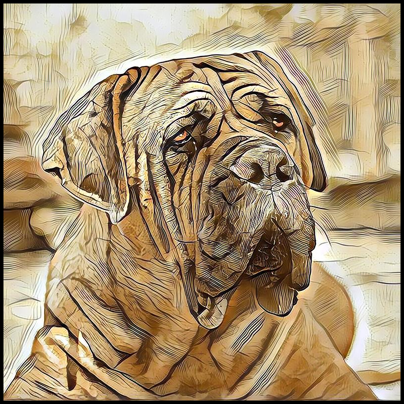 Picture for category Boerboel