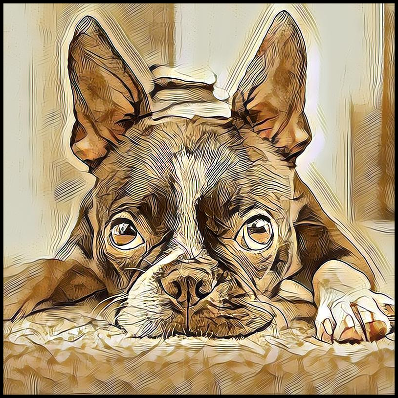 Picture for category Boston Terrier