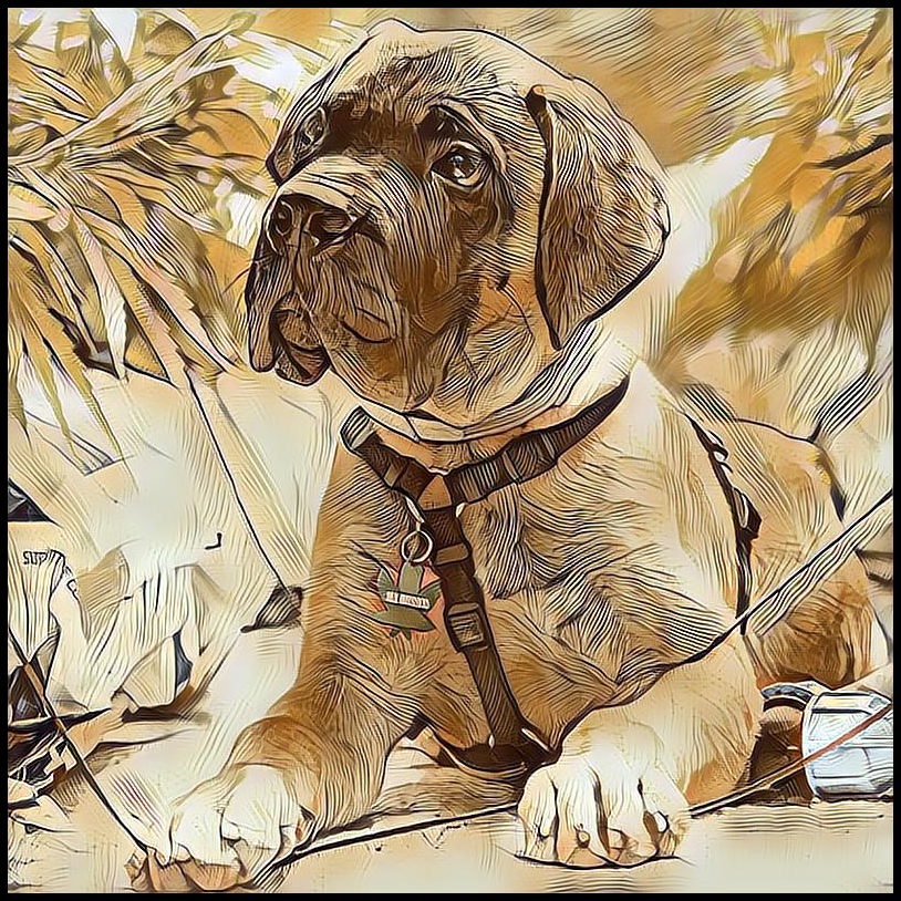 Picture for category Bull Mastiff