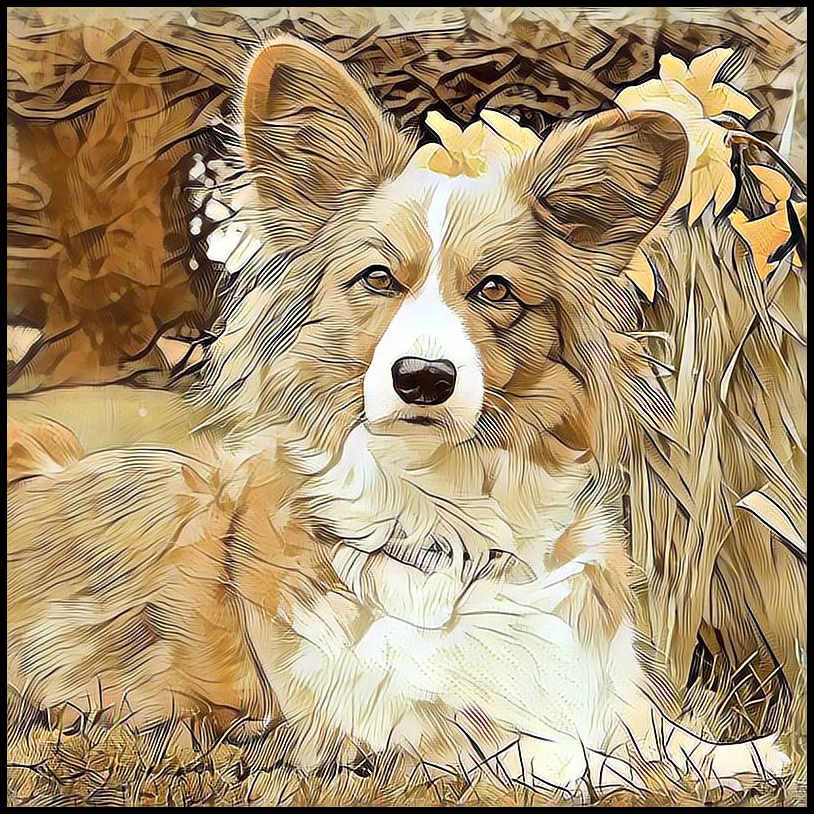 Picture for category Cardigan Welsh Corgi