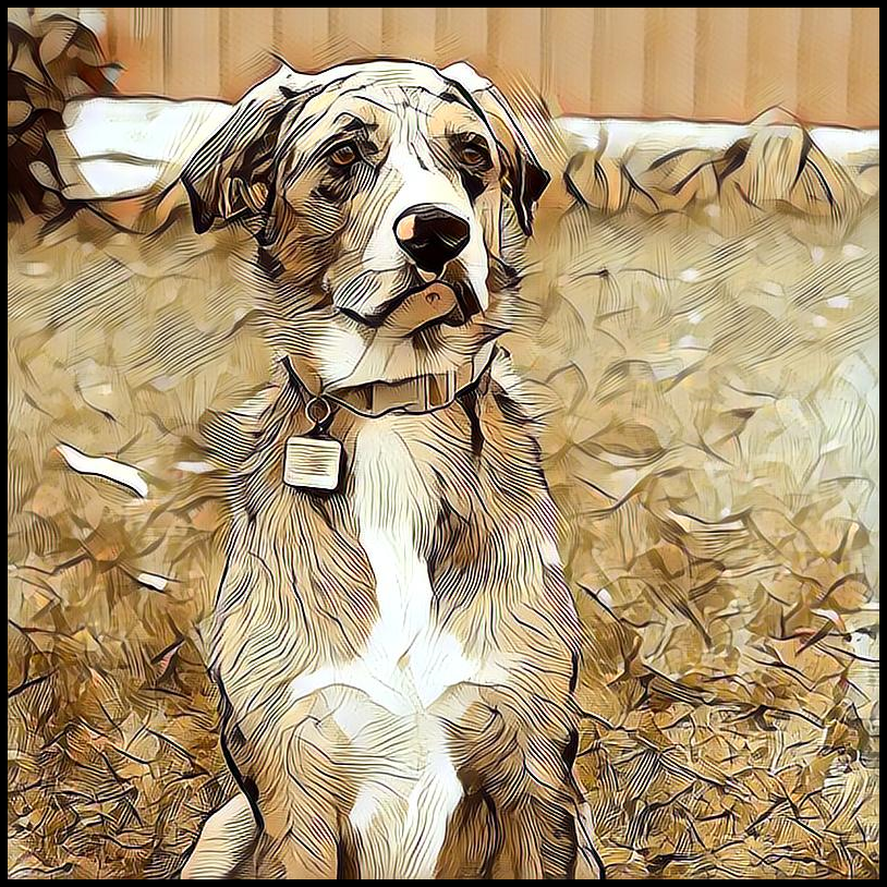 Picture for category Catahoula Leopard Dog