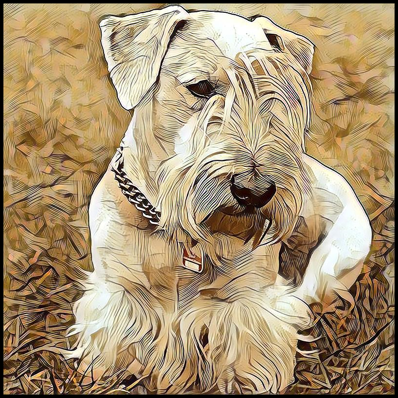 Picture for category Cesky Terrier