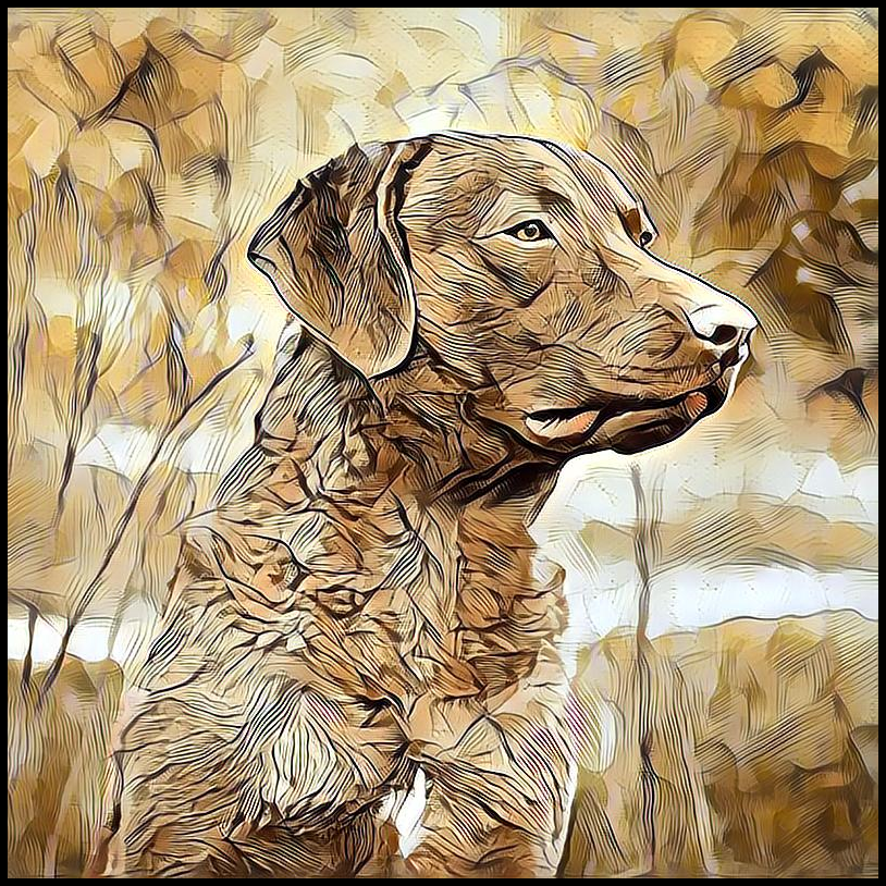 Picture for category Chesapeake Retriever