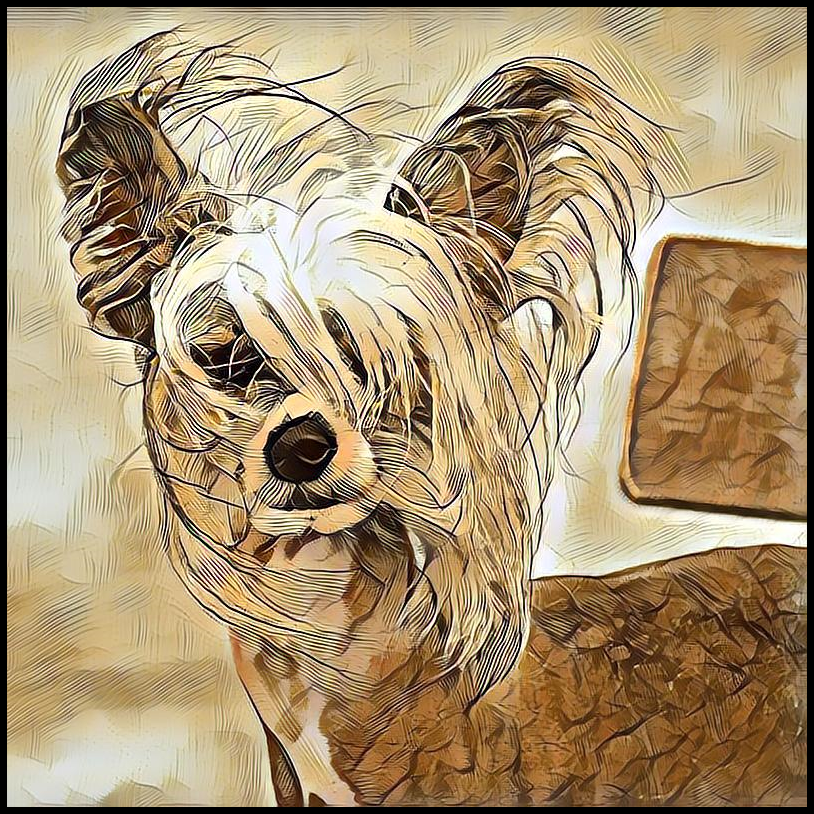 Picture for category Chinese Crested