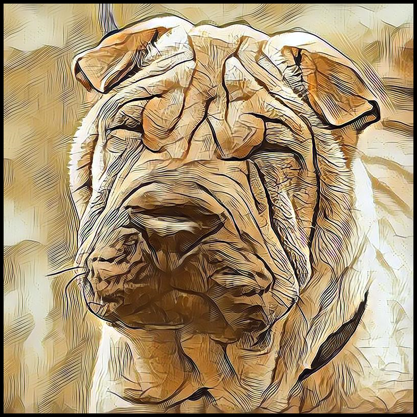Picture for category Chinese Shar Pei