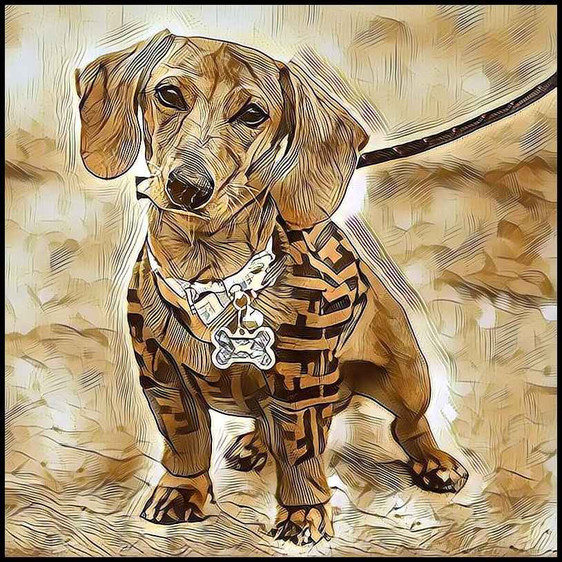 Picture for category Dachshund