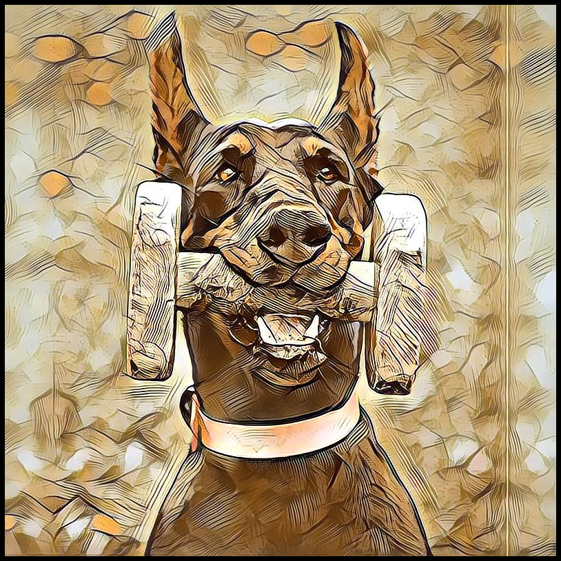 Picture for category Doberman
