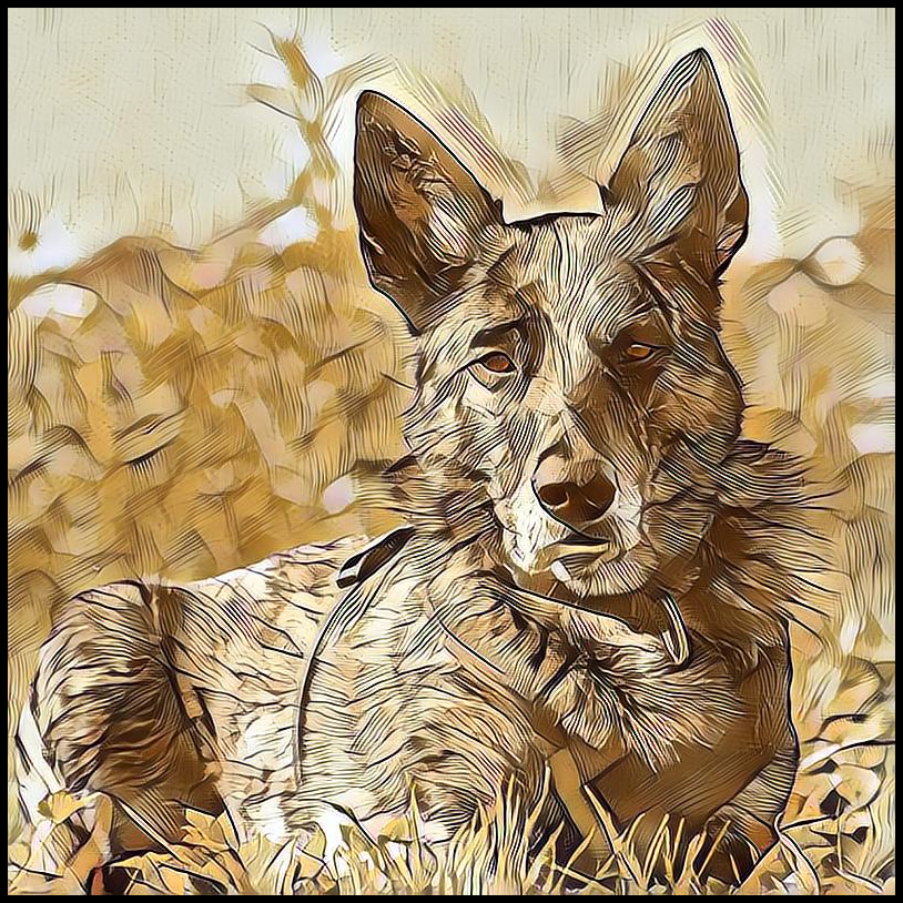 Picture for category Dutch Shepherd