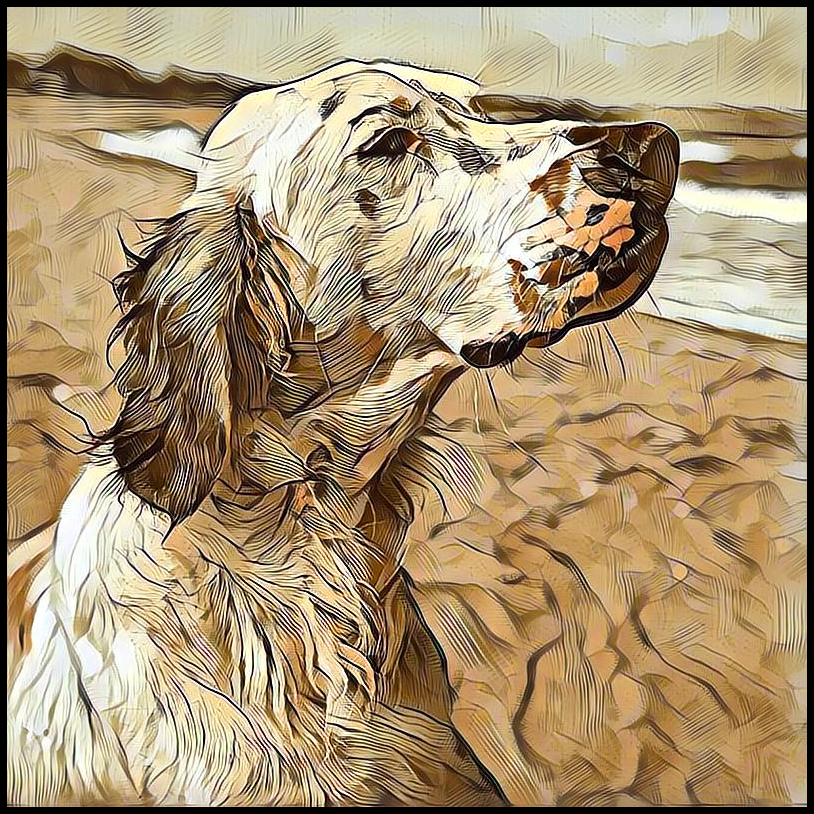 Picture for category English Setter