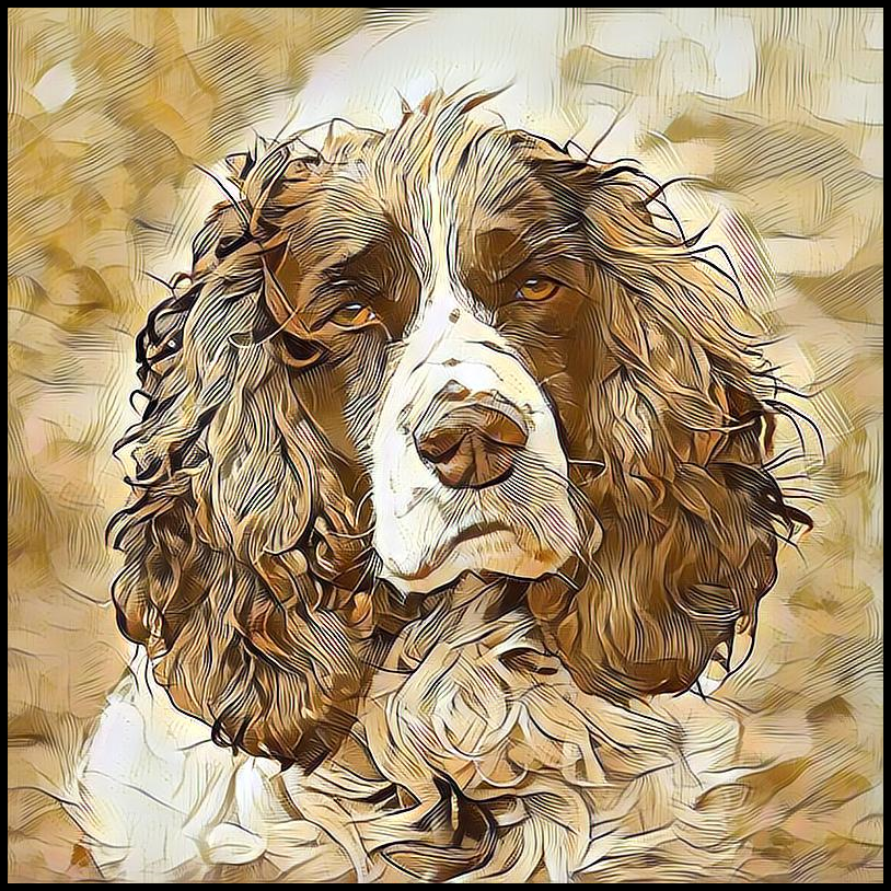 Picture for category English Springer Spaniel