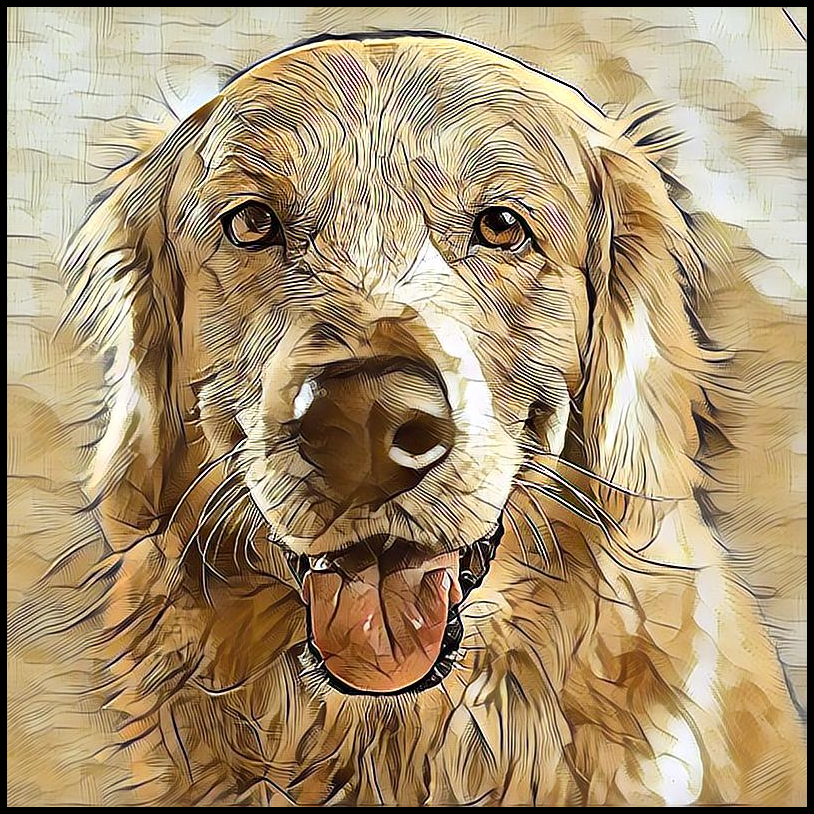Picture for category Golden Retriever