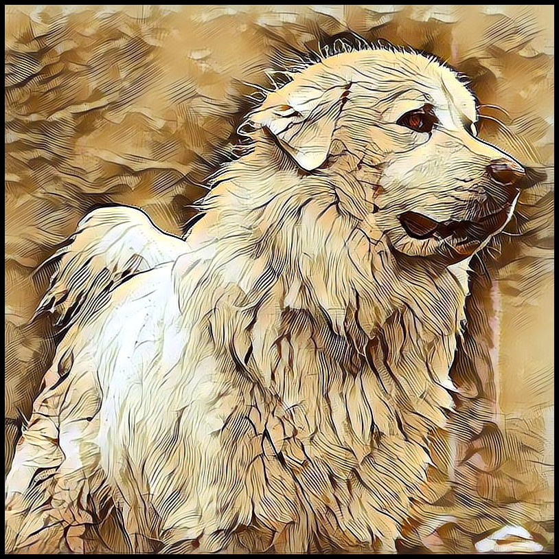 Picture for category Great Pyrenees