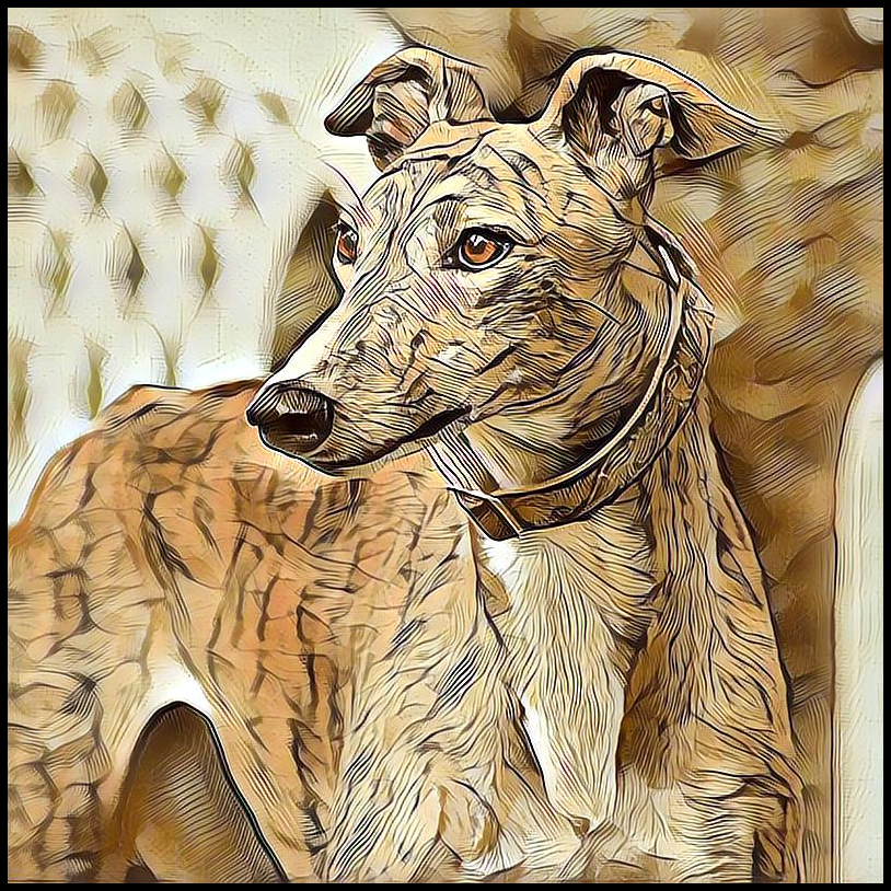 Picture for category Greyhound