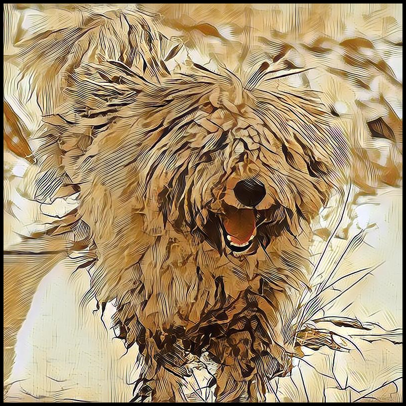 Picture for category Komondor