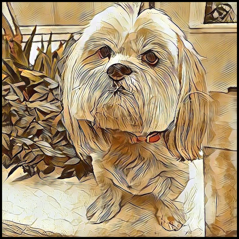 Picture for category Lhasa Apso