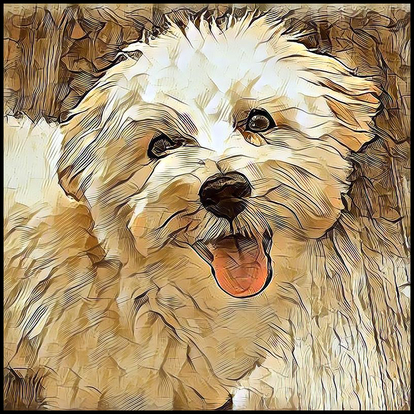 Picture for category Maltipoo