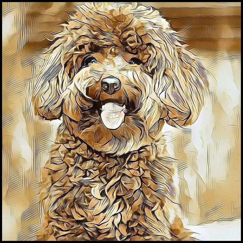 Picture for category Miniature Poodle