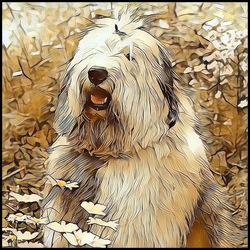 Picture for category Old English Sheepdog