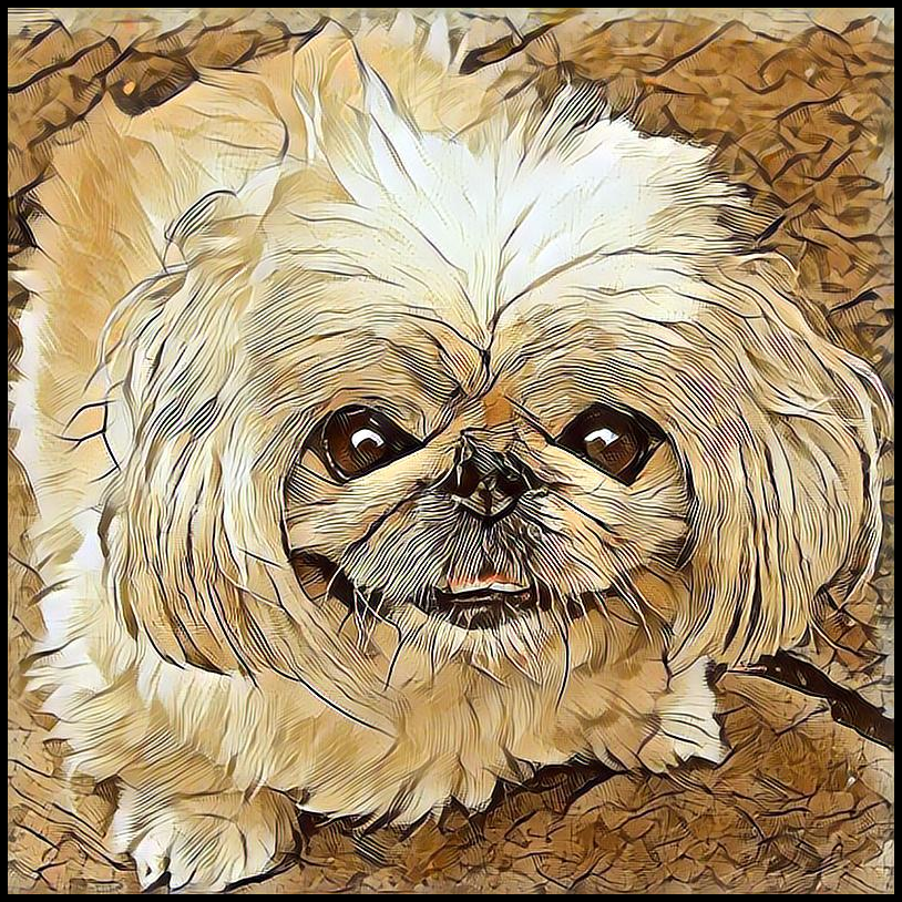Picture for category Pekingese