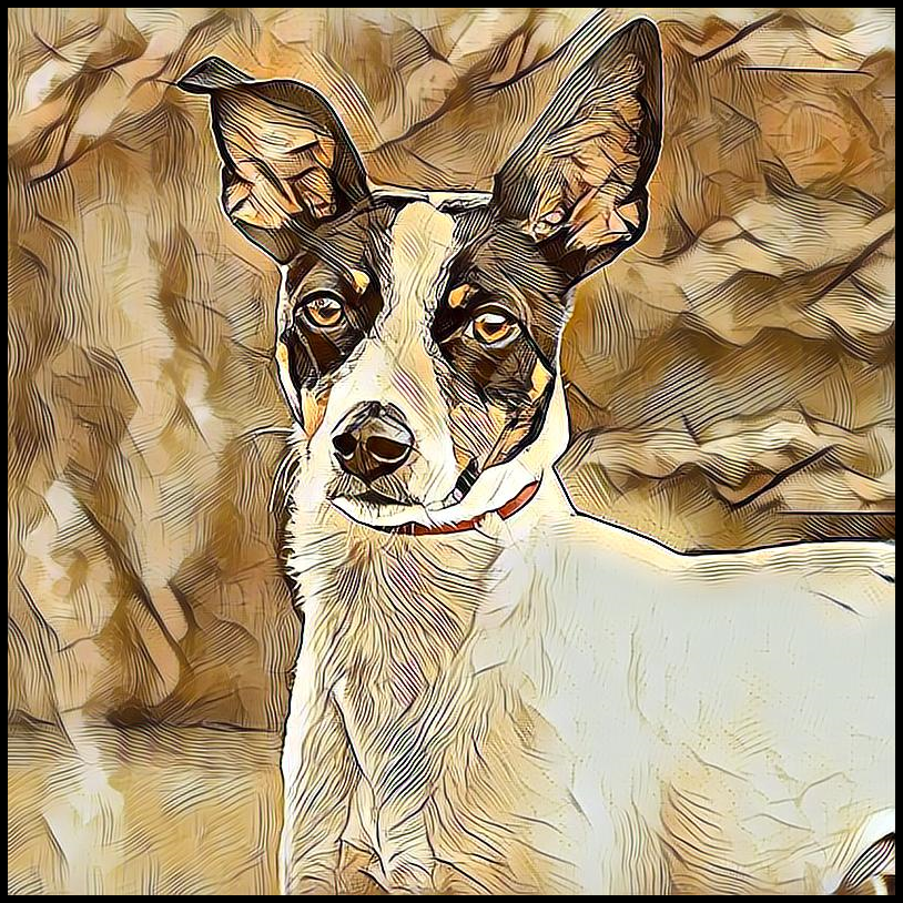 Picture for category Rat Terrier