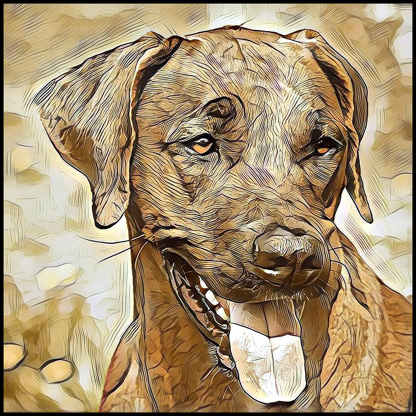 Picture for category Rhodesian Ridgeback