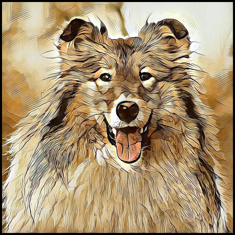 Picture for category Rough Collie