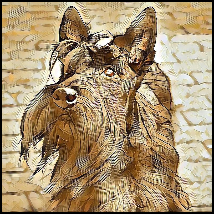 Picture for category Scottish Terrier