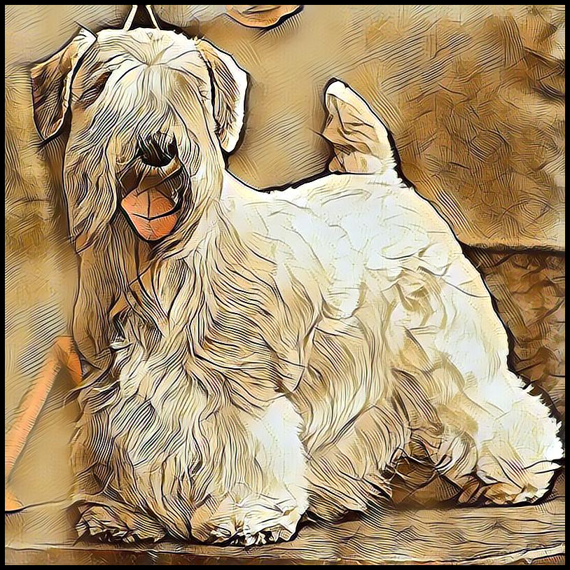 Picture for category Sealyham Terrier