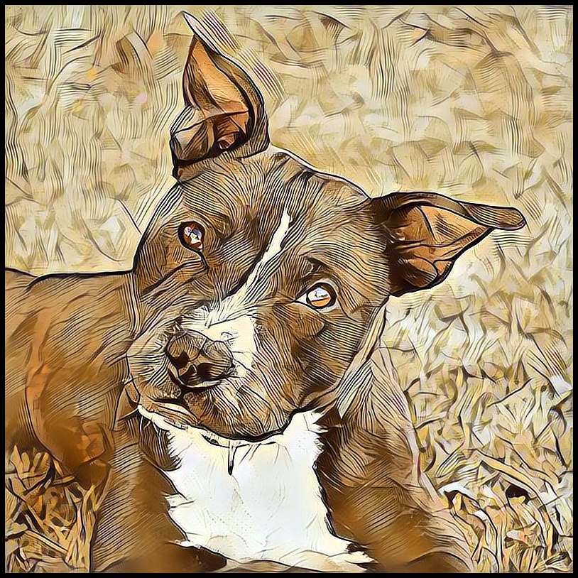 Picture for category Staffordshire Bull Terrier