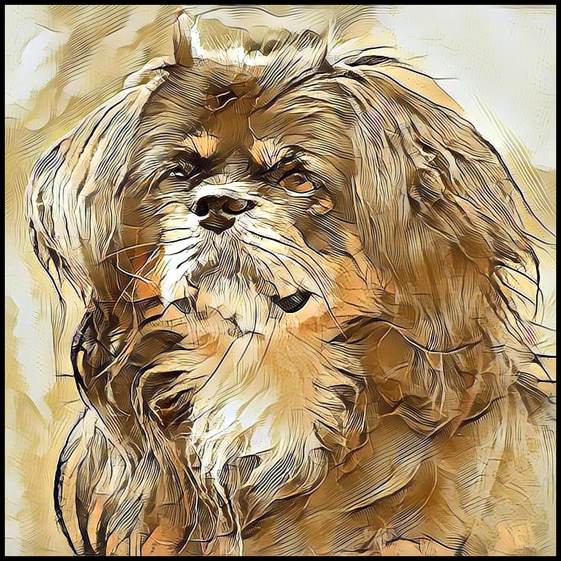 Picture for category Tibetan Spaniel