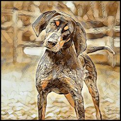 Picture of Bluetick Coonhound-Hairy Styles Mug