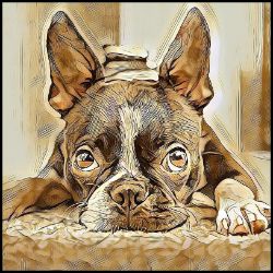 Picture of Boston Terrier-Hairy Styles Mug