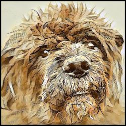 Picture of Bouvier de Flandres-Hairy Styles Mug