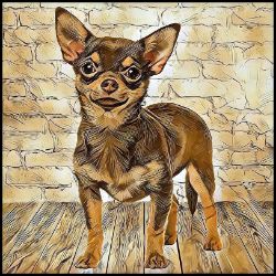 Picture of Chihuahua Smooth Coat-Hairy Styles Mug