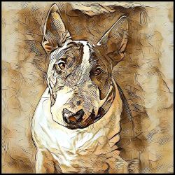 Picture of English Bull Terrier-Hairy Styles Mug