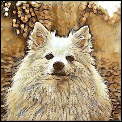 Picture of German Spitz-Hairy Styles Mug