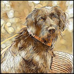 Picture of German Wirehaired Pointer-Hairy Styles Mug