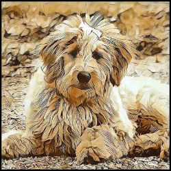 Picture of Golden Doodle-Hairy Styles Mug