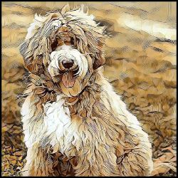 Picture of Labradoodle-Hairy Styles Mug