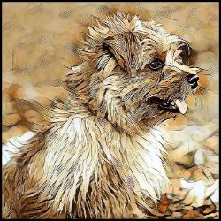 Picture of Norfolk Terrier-Hairy Styles Mug