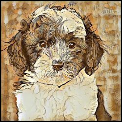 Picture of Sheepadoodle-Hairy Styles Mug