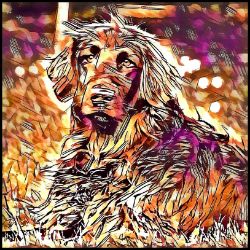 Picture of German Long Haired Pointer-Hipster Mug
