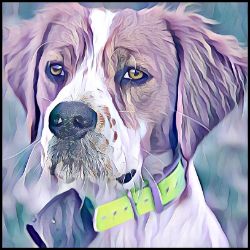 Picture of Brittany Spaniel-Lavender Ice Mug